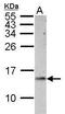 Cytochrome C, Somatic antibody, PA5-28856, Invitrogen Antibodies, Western Blot image 