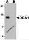 DET1 And DDB1 Associated 1 antibody, 6483, ProSci, Western Blot image 