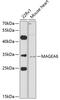 MAGE Family Member A6 antibody, 23-419, ProSci, Western Blot image 