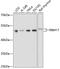 RNA Binding Motif Protein 17 antibody, 19-006, ProSci, Western Blot image 