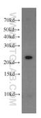 CDC42 Effector Protein 2 antibody, 11824-1-AP, Proteintech Group, Western Blot image 