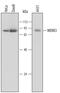 Mitogen-Activated Protein Kinase Kinase Kinase 3 antibody, MAB6095, R&D Systems, Western Blot image 
