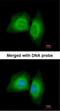Microtubule Affinity Regulating Kinase 1 antibody, NBP1-33409, Novus Biologicals, Immunocytochemistry image 