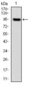 Neurofilament Light antibody, abx011248, Abbexa, Western Blot image 