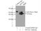 Programmed Cell Death 2 antibody, 10725-1-AP, Proteintech Group, Immunoprecipitation image 