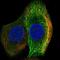 Matrix Metallopeptidase 14 antibody, NBP2-38649, Novus Biologicals, Immunocytochemistry image 