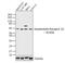 Somatostatin Receptor 2 antibody, NB100-74537, Novus Biologicals, Western Blot image 