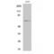 Negative Regulator Of Ubiquitin Like Proteins 1 antibody, LS-C384981, Lifespan Biosciences, Western Blot image 