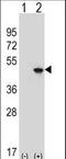 Eukaryotic Translation Initiation Factor 4A2 antibody, LS-C167695, Lifespan Biosciences, Western Blot image 