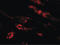 Platelet Endothelial Aggregation Receptor 1 antibody, LS-C115929, Lifespan Biosciences, Immunofluorescence image 