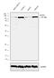 Hypoxia Up-Regulated 1 antibody, PA5-27655, Invitrogen Antibodies, Western Blot image 