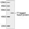 T7 epitope tag antibody, LS-C203598, Lifespan Biosciences, Western Blot image 