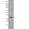 Apolipoprotein O Like antibody, abx148260, Abbexa, Western Blot image 