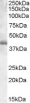 Transcription factor PU.1 antibody, LS-B3822, Lifespan Biosciences, Western Blot image 