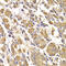 Methyltransferase Like 7B antibody, 22-777, ProSci, Immunohistochemistry paraffin image 