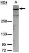 AKAP12 antibody, NBP1-31482, Novus Biologicals, Western Blot image 