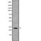 RAS Like Estrogen Regulated Growth Inhibitor antibody, abx218254, Abbexa, Western Blot image 