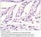 EH Domain Containing 4 antibody, MBS540173, MyBioSource, Immunohistochemistry frozen image 
