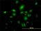 Septin 10 antibody, H00151011-M01, Novus Biologicals, Immunofluorescence image 