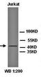 DLG Associated Protein 3 antibody, orb77275, Biorbyt, Western Blot image 