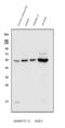 Serum/Glucocorticoid Regulated Kinase 1 antibody, A00673-2, Boster Biological Technology, Western Blot image 