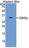 Epithelial Cell Adhesion Molecule antibody, LS-C374109, Lifespan Biosciences, Western Blot image 