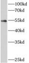 Autophagy Related 5 antibody, FNab00678, FineTest, Western Blot image 