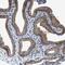 Transmembrane Protein 53 antibody, NBP1-82124, Novus Biologicals, Immunohistochemistry frozen image 