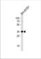 Syntaxin 1B antibody, TA328136, Origene, Western Blot image 