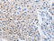 Tyrosine 3-Monooxygenase/Tryptophan 5-Monooxygenase Activation Protein Theta antibody, CSB-PA184783, Cusabio, Immunohistochemistry frozen image 
