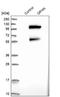 Gephyrin antibody, NBP1-87876, Novus Biologicals, Western Blot image 