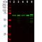 Neurofilament Light antibody, M02482-4, Boster Biological Technology, Western Blot image 