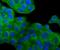 Tubulin Alpha 4a antibody, NBP2-67148, Novus Biologicals, Immunofluorescence image 