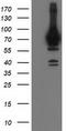 Heat Shock Protein Family A (Hsp70) Member 6 antibody, LS-C172425, Lifespan Biosciences, Western Blot image 