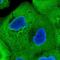 Calmodulin Like 5 antibody, NBP1-84437, Novus Biologicals, Immunofluorescence image 