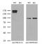 Phosphatidylinositol-4-Phosphate 3-Kinase Catalytic Subunit Type 2 Alpha antibody, MA5-26506, Invitrogen Antibodies, Western Blot image 