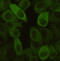 Heat Shock Protein Family B (Small) Member 1 antibody, STJ99170, St John