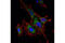 Glutamate Dehydrogenase 1 antibody, 12793S, Cell Signaling Technology, Immunofluorescence image 