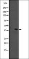 Fc Fragment Of IgM Receptor antibody, orb337020, Biorbyt, Western Blot image 
