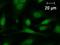 Fos Proto-Oncogene, AP-1 Transcription Factor Subunit antibody, LS-C342471, Lifespan Biosciences, Immunofluorescence image 