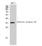 Olfactory Receptor Family 5 Subfamily A Member 1 antibody, STJ94756, St John