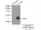 Cancer/Testis Antigen 1B antibody, 19521-1-AP, Proteintech Group, Immunoprecipitation image 