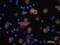 Sialic Acid Binding Ig Like Lectin 9 antibody, BAF1139, R&D Systems, Immunocytochemistry image 
