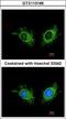 Cell Death Inducing DFFA Like Effector A antibody, GTX113166, GeneTex, Immunocytochemistry image 