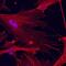 Caldesmon 1 antibody, MAB7569, R&D Systems, Immunofluorescence image 