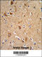 Integrin Subunit Alpha 6 antibody, 63-858, ProSci, Immunohistochemistry paraffin image 