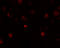 CD244 Molecule antibody, 6253, ProSci, Immunofluorescence image 