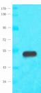 Macrophage Receptor With Collagenous Structure antibody, orb6345, Biorbyt, Western Blot image 