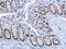 High Mobility Group Box 1 antibody, GTX101277, GeneTex, Immunohistochemistry paraffin image 