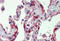 Coagulation Factor VII antibody, MBS247695, MyBioSource, Immunohistochemistry frozen image 